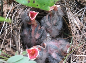 [Photo: Lark sparrow chicks.]
